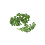 Freeze Dried Kale - Image 2