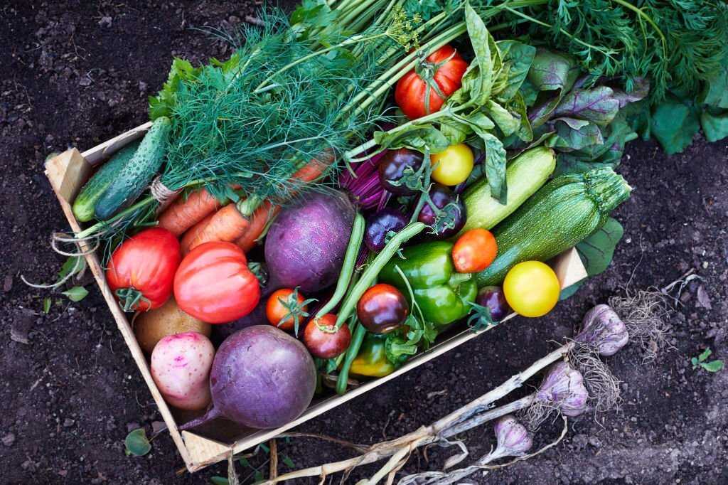 Freeze-drying process explained, preserving food for long-term storage